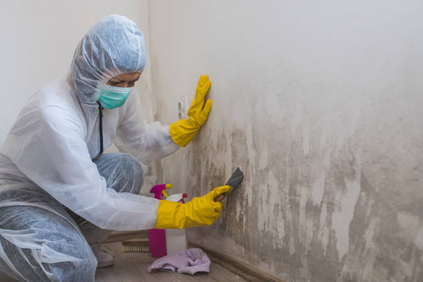 Best Basement Mold Removal  in Red Lake, MN