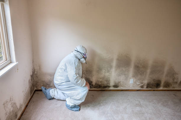 Best Emergency Mold Remediation  in Red Lake, MN