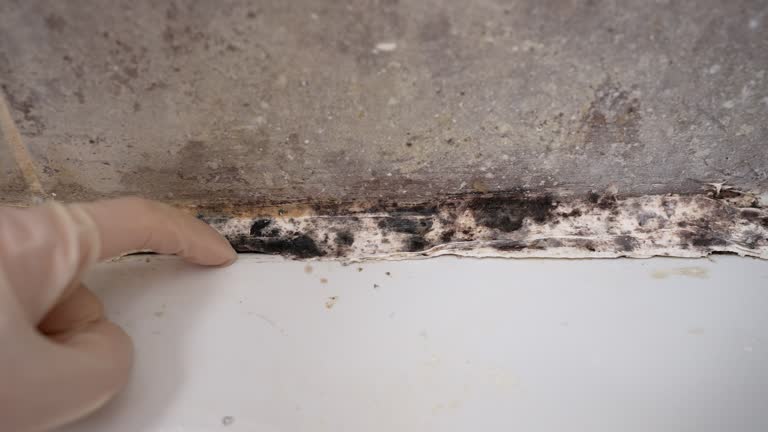 Best Commercial Mold Inspection  in Red Lake, MN
